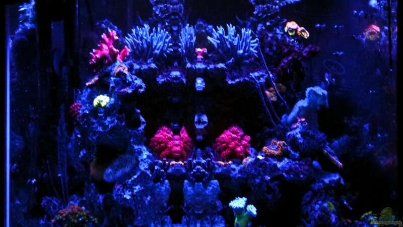 Aquarium in der Blaulichtphase von Summse (2)