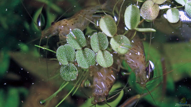 Amanogarnelen, so gierig nach dem Fischfutter, dass sogar das Wasser verlassen wird von Summse (62)