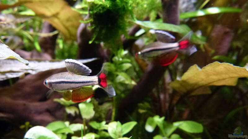 Aquarien mit Kardinalfischen (Tanichthys albonubes)  - Tanichthys-albonubes-slnkaquarium