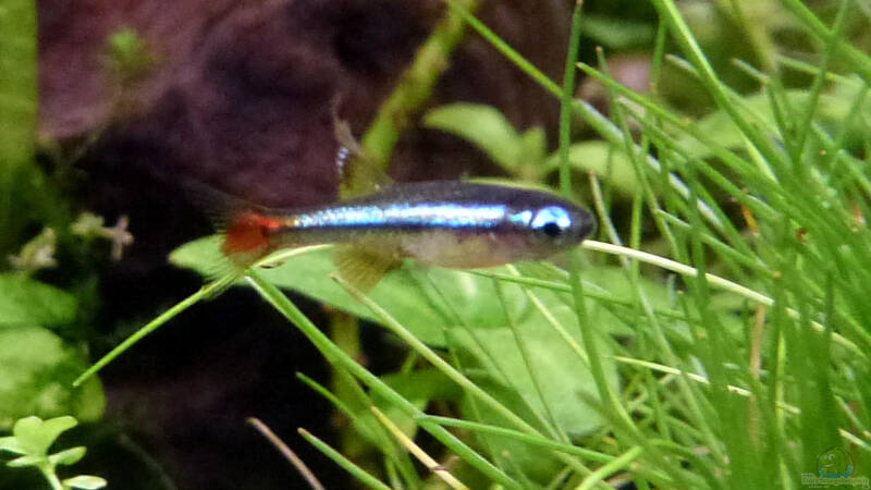 Tanichthys micagemmae Vietnamesischer Kardinalfisch