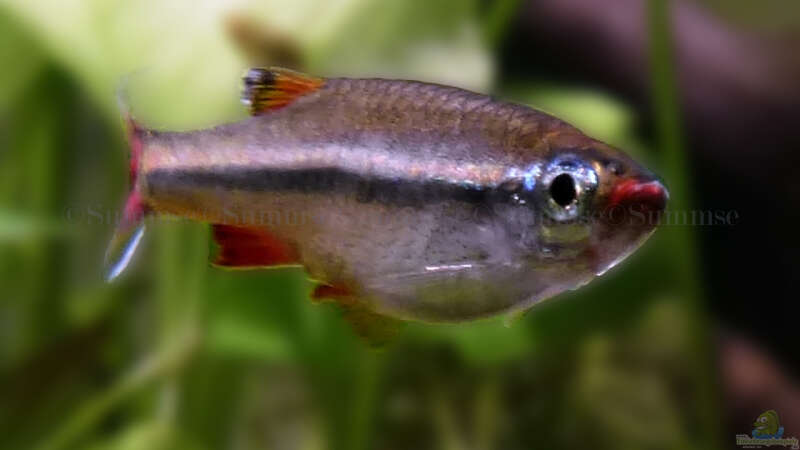 Tanichthys micagemmae - Vietnamesische Kardinalfische; hier sieht man sehr schön von Summse (34)