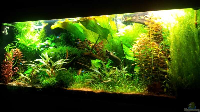 Aquarium Grüner Dschungel von Liquid (14)