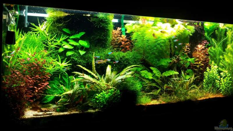 Aquarium Grüner Dschungel von Liquid (15)
