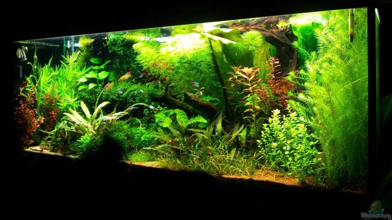 Aquarium Grüner Dschungel von Liquid (16)