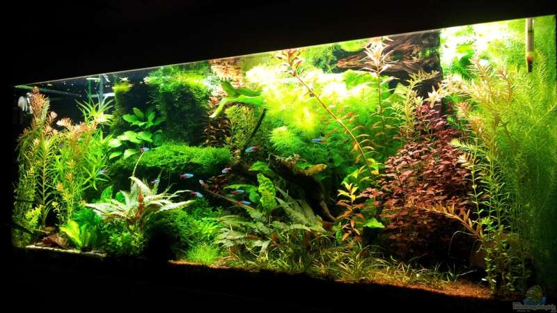 Aquarium Grüner Dschungel von Liquid (17)