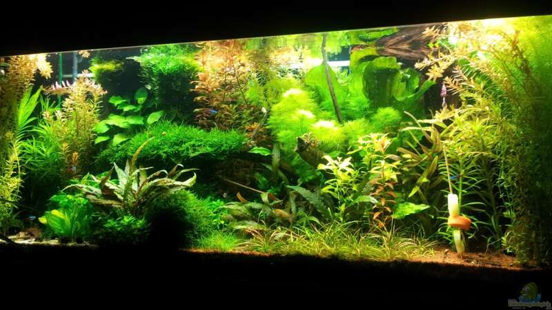 Aquarium Grüner Dschungel von Liquid (18)