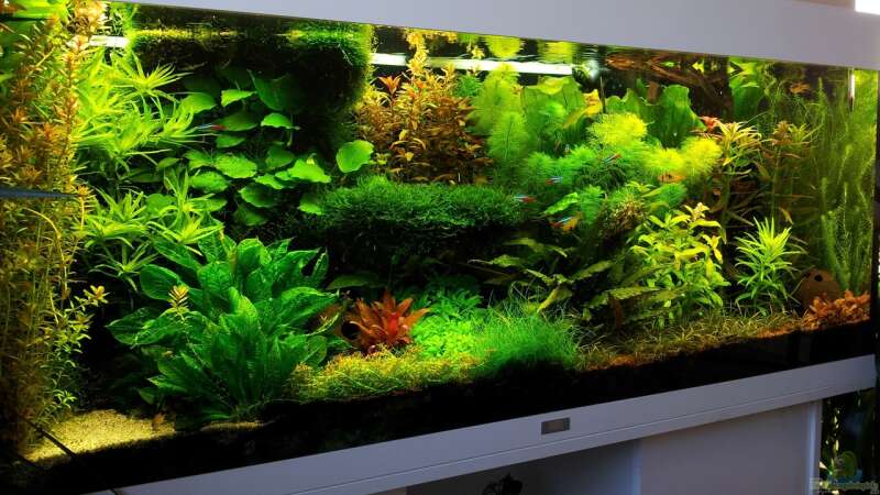 Aquarium Grüner Dschungel von Liquid (19)