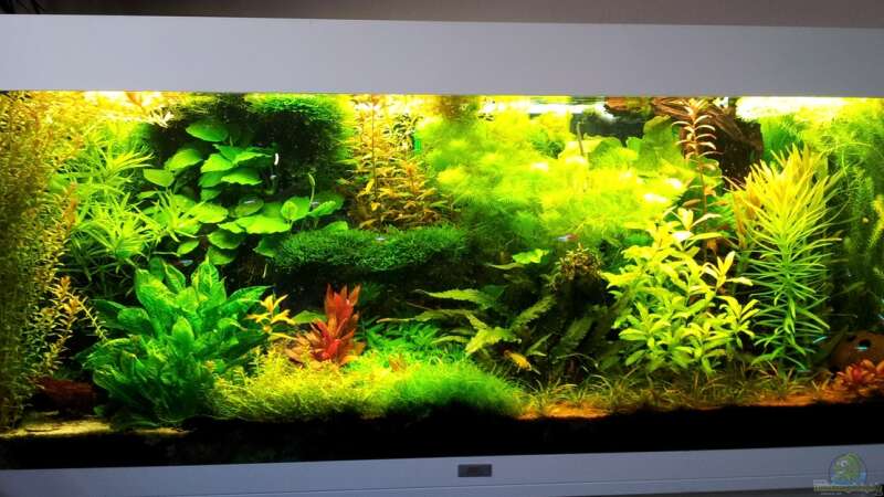 Aquarium Grüner Dschungel von Liquid (20)