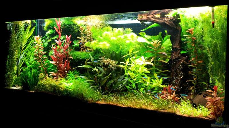 Aquarium Grüner Dschungel von Liquid (22)