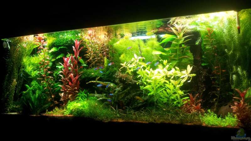 Aquarium Grüner Dschungel von Liquid (23)