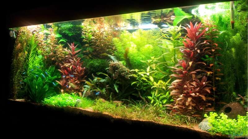 Aquarium Grüner Dschungel von Liquid (24)