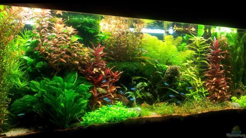 Aquarium Grüner Dschungel von Liquid (25)