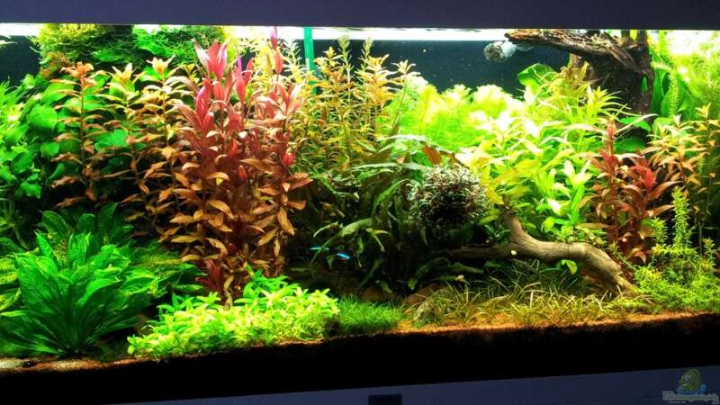 Aquarium Grüner Dschungel von Liquid (26)