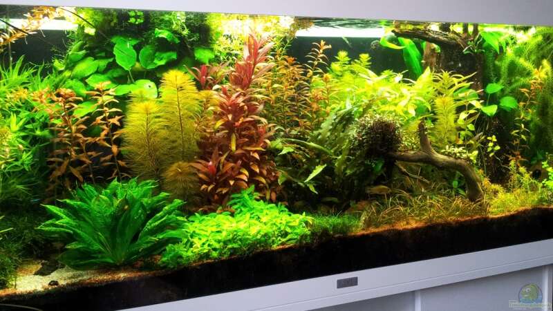 Aquarium Grüner Dschungel von Liquid (28)