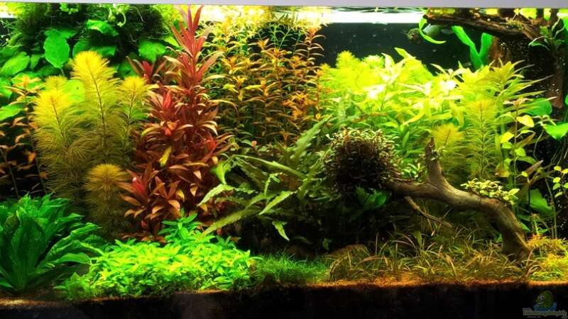 Aquarium Grüner Dschungel von Liquid (29)