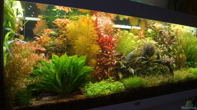 Aquarium Grüner Dschungel von Liquid (30)