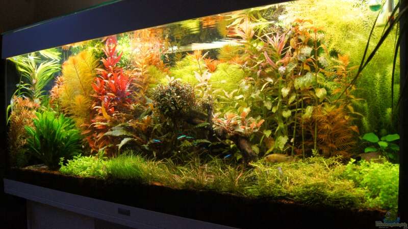 Aquarium Grüner Dschungel von Liquid (31)