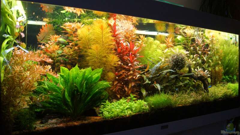 Aquarium Grüner Dschungel von Liquid (32)