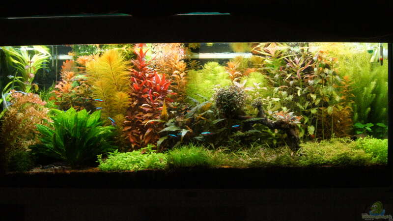 Aquarium Grüner Dschungel von Liquid (33)