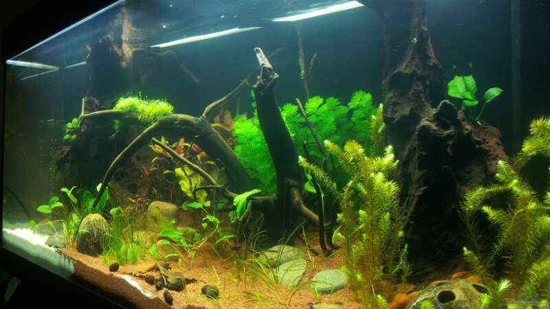 Aquarium Grüner Dschungel von Liquid (8)