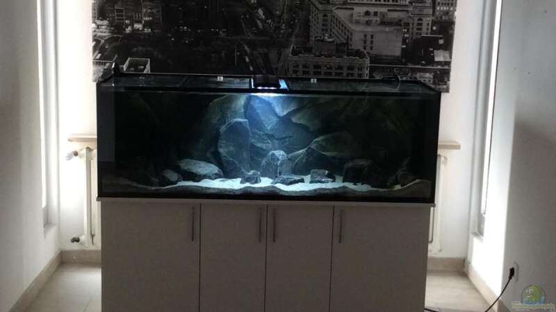 Aquarium Hauptansicht von Tank 2 NonMbuna von Vin (1)