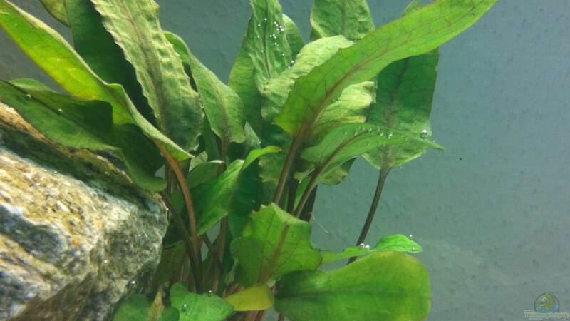 Pflanzen im Aquarium Tanganjikabecken von just (3)