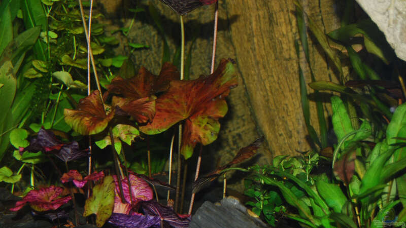 Roter Tigerlotus - Blätter erreichen schon Oberfläche von Holsch805 (5)