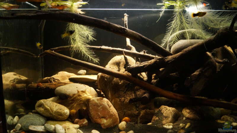 Aquarium Hauptansicht von Platy Biotop von Rootsman (1)