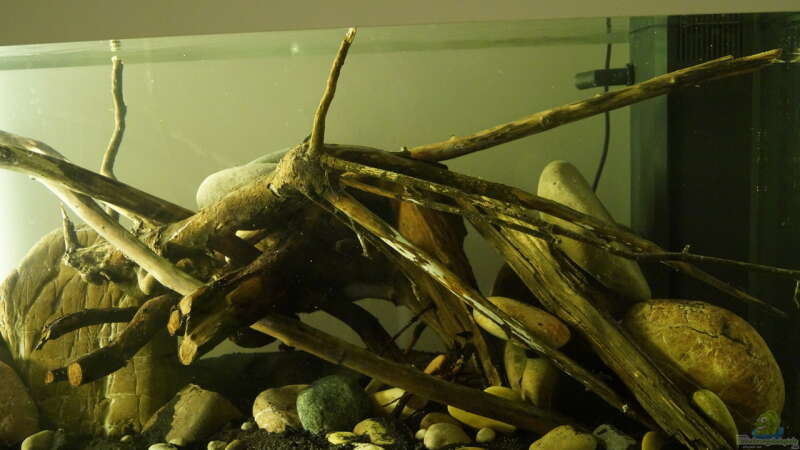 Aquarium Platy Biotop von Rootsman (15)