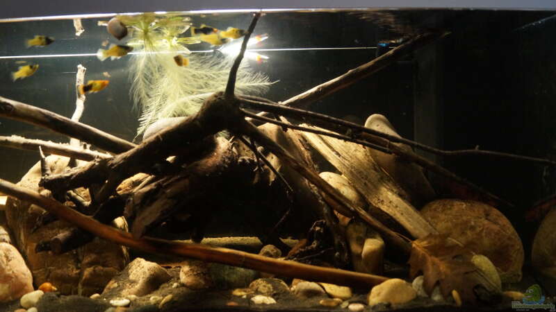 Aquarium Platy Biotop von Rootsman (18)