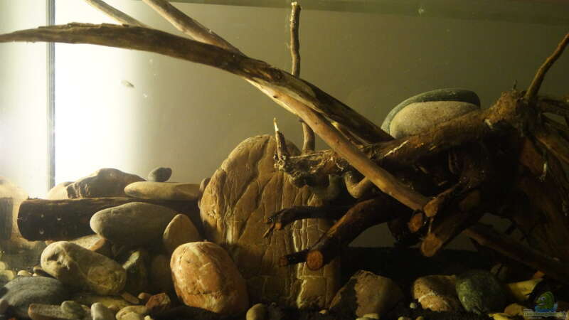 Dekoration im Aquarium Platy Biotop von Rootsman (39)