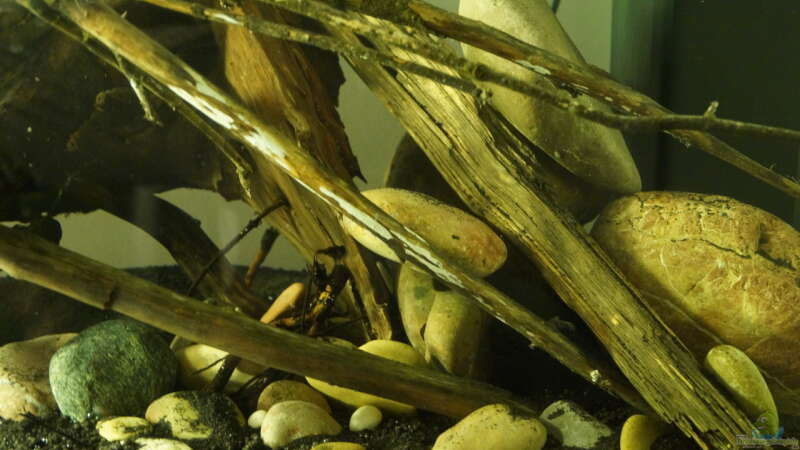 Dekoration im Aquarium Platy Biotop von Rootsman (46)