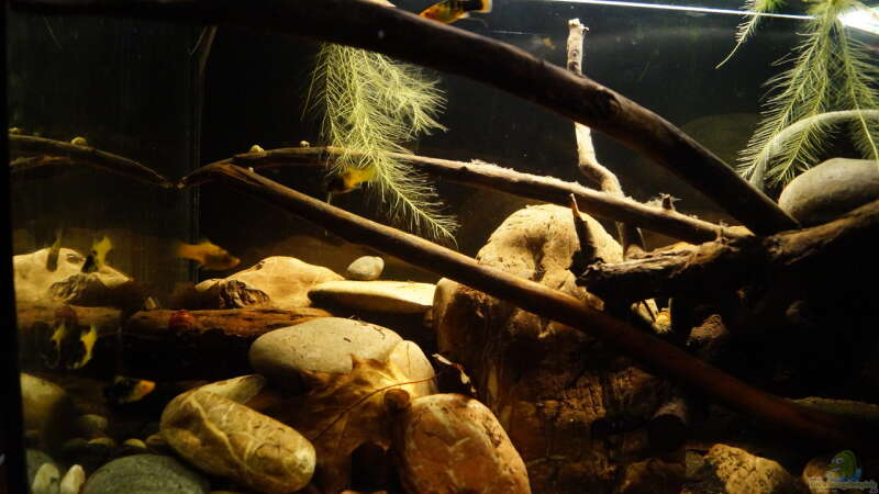 Dekoration im Aquarium Platy Biotop von Rootsman (52)