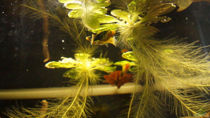 Pflanzen im Aquarium Platy Biotop von Rootsman (34)