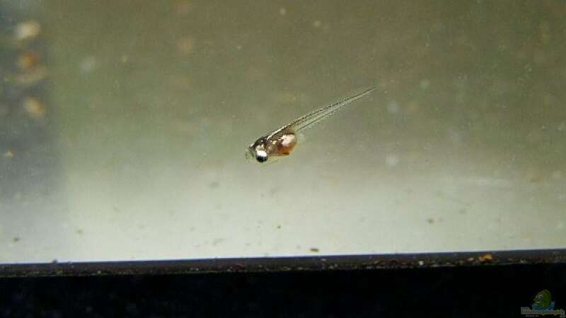 Fütterung mit Artemia Salina (Artemien als Zierfischfutter)  - Artemiaaquarium