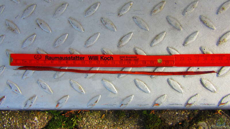Borstenwurm (28cm) lang von Christian Bayerl (27)