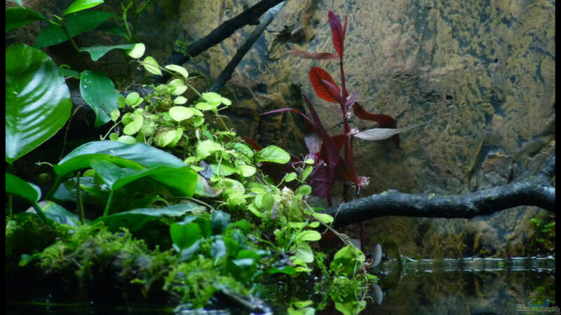 Pflanzen im Aquarium Two Worlds Nur noch als Beispiel von DerImperator (27)