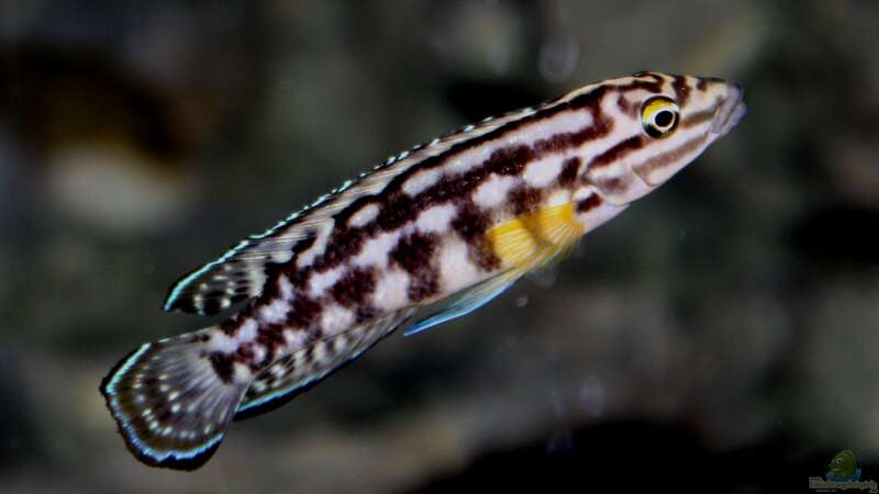 Julidochromis von Duni (13)