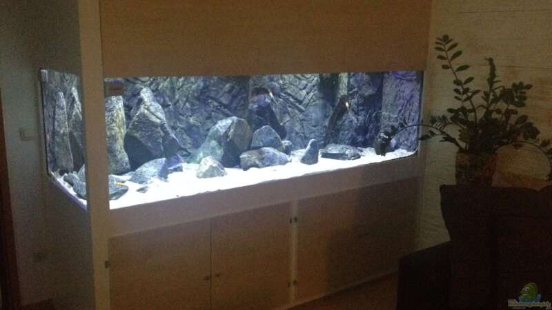 Aquarium Petrochromis &quot;Namansi&quot; Nur noch als Beispiel von Wimmer Jürgen (3)