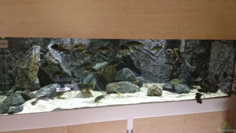 Aquarium Petrochromis &quot;Namansi&quot; Nur noch als Beispiel von Wimmer Jürgen (4)