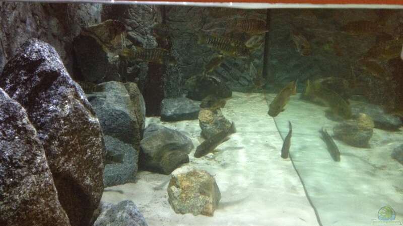 Aquarium Petrochromis &quot;Namansi&quot; Nur noch als Beispiel von Wimmer Jürgen (5)