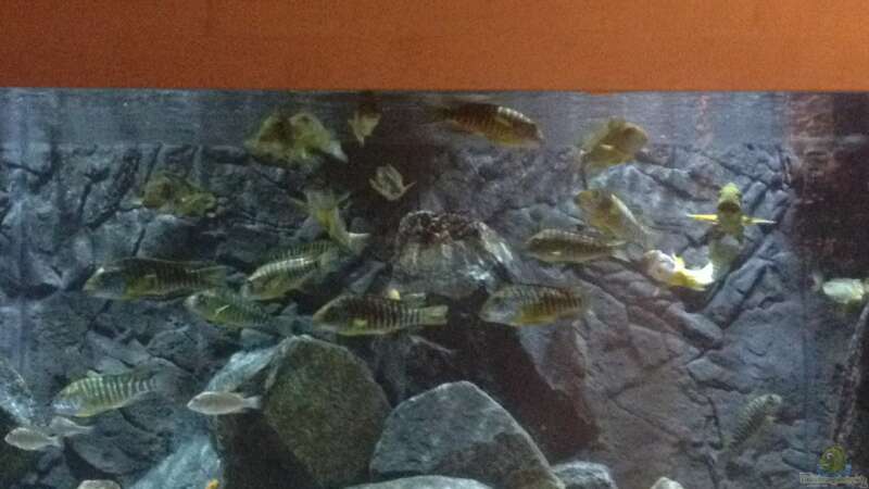 Besatz im Aquarium Petrochromis &quot;Namansi&quot; Nur noch als Beispiel von Wimmer Jürgen (10)