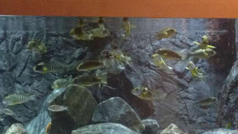 Besatz im Aquarium Petrochromis &quot;Namansi&quot; Nur noch als Beispiel von Wimmer Jürgen (9)
