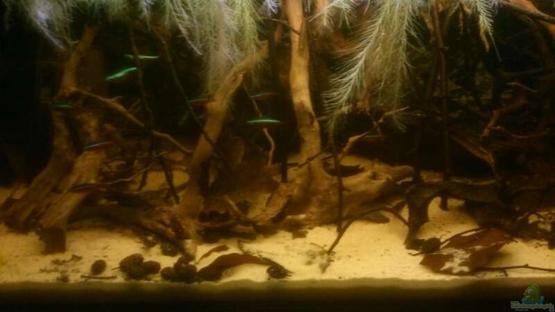 Aquarium Kleines Rio Negro Imitat von NonTakt (8)