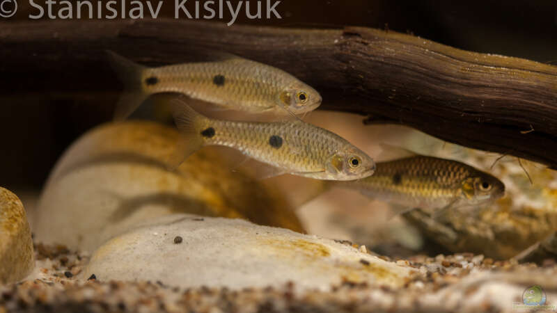 Aquarien mit Barbus trispilos (Einrichtungsbeispiele für Dreipunktbarben)  - Barbus-trispilosaquarium