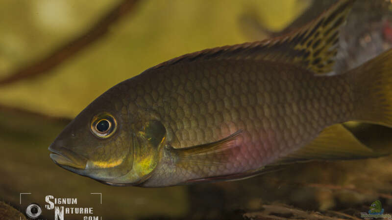 Einrichtungsbeispiele für Benitochromis-Arten  - Benitochromisaquarium