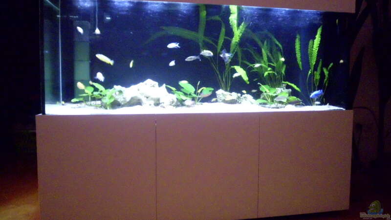 Aquarium Fisch-TV für meiner Tochter von Markus Fressner (2)