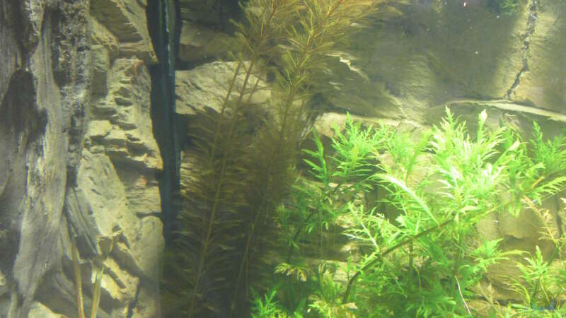 Aquarien mit Myriophyllum tuberculatum (Rotblättriges Tausendblatt)