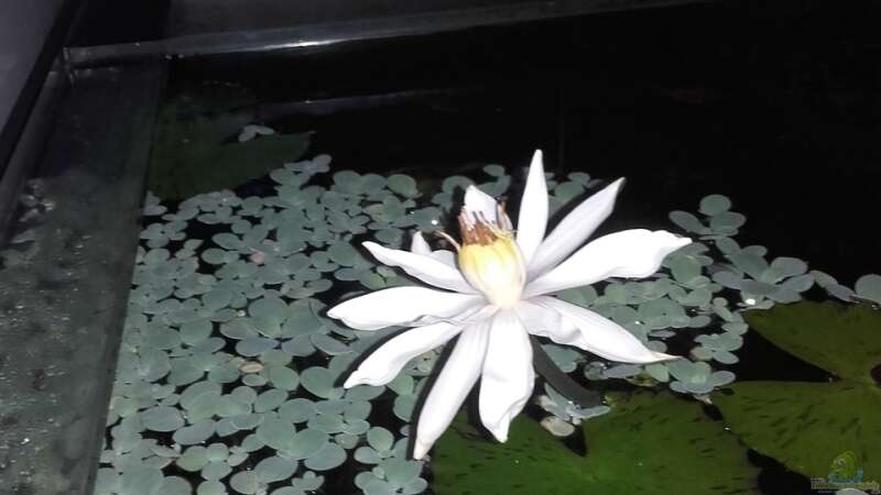 Nymphea Lotus Tag 3 von Christian Grunwald (15)