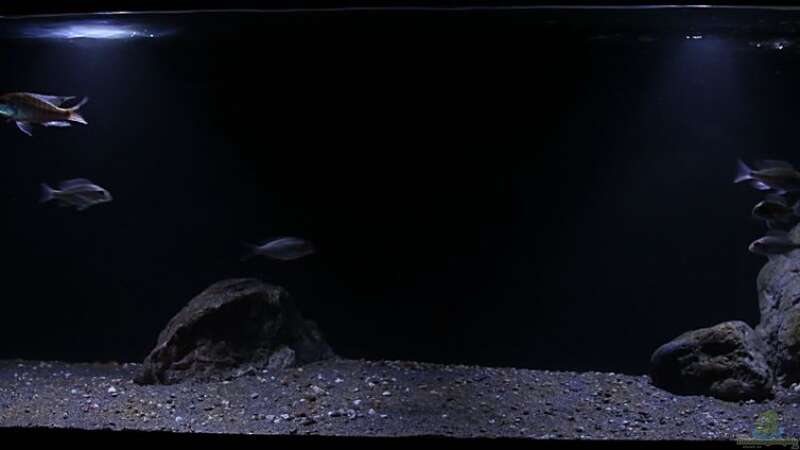Aquarium Hauptansicht von Lethrinops Buddelkiste (nur noch als Beispiel) von Sebastian O. (1)
